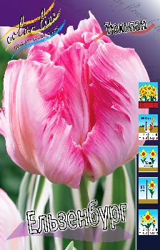 Tulipa Elsenburg